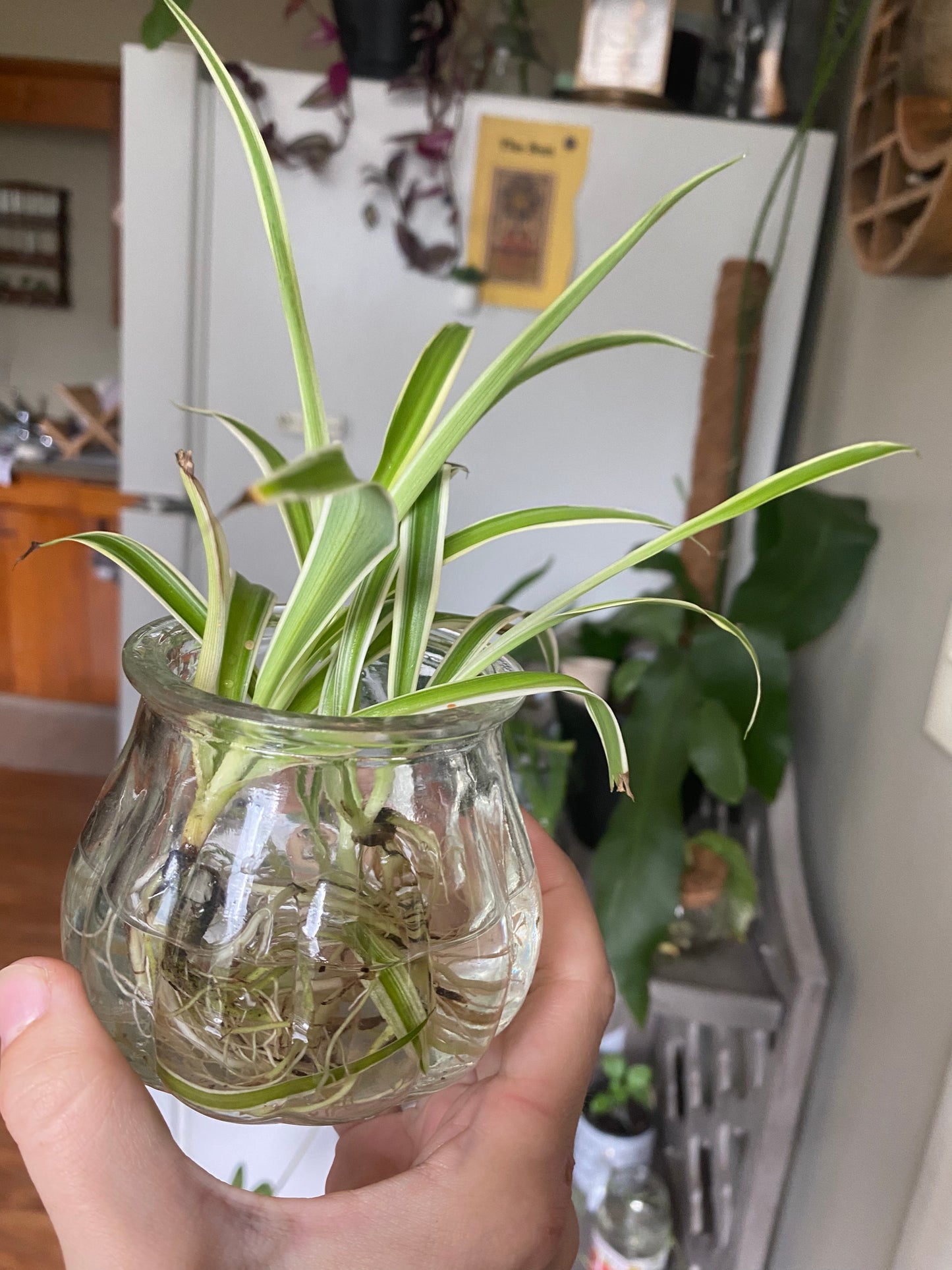 Rooted Spider Plant Babies