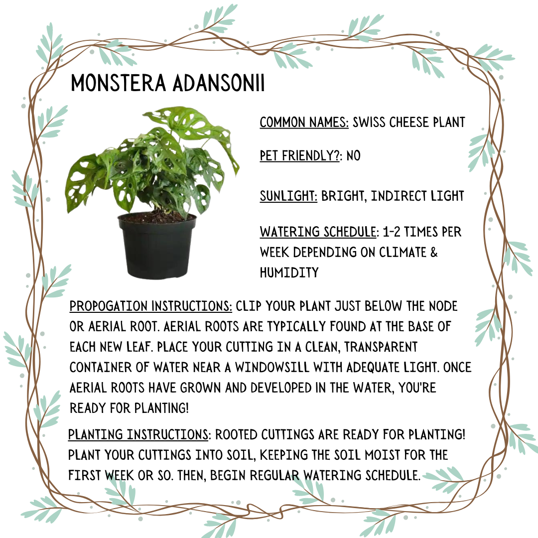 Monstera Adansonii Plant Cuttings