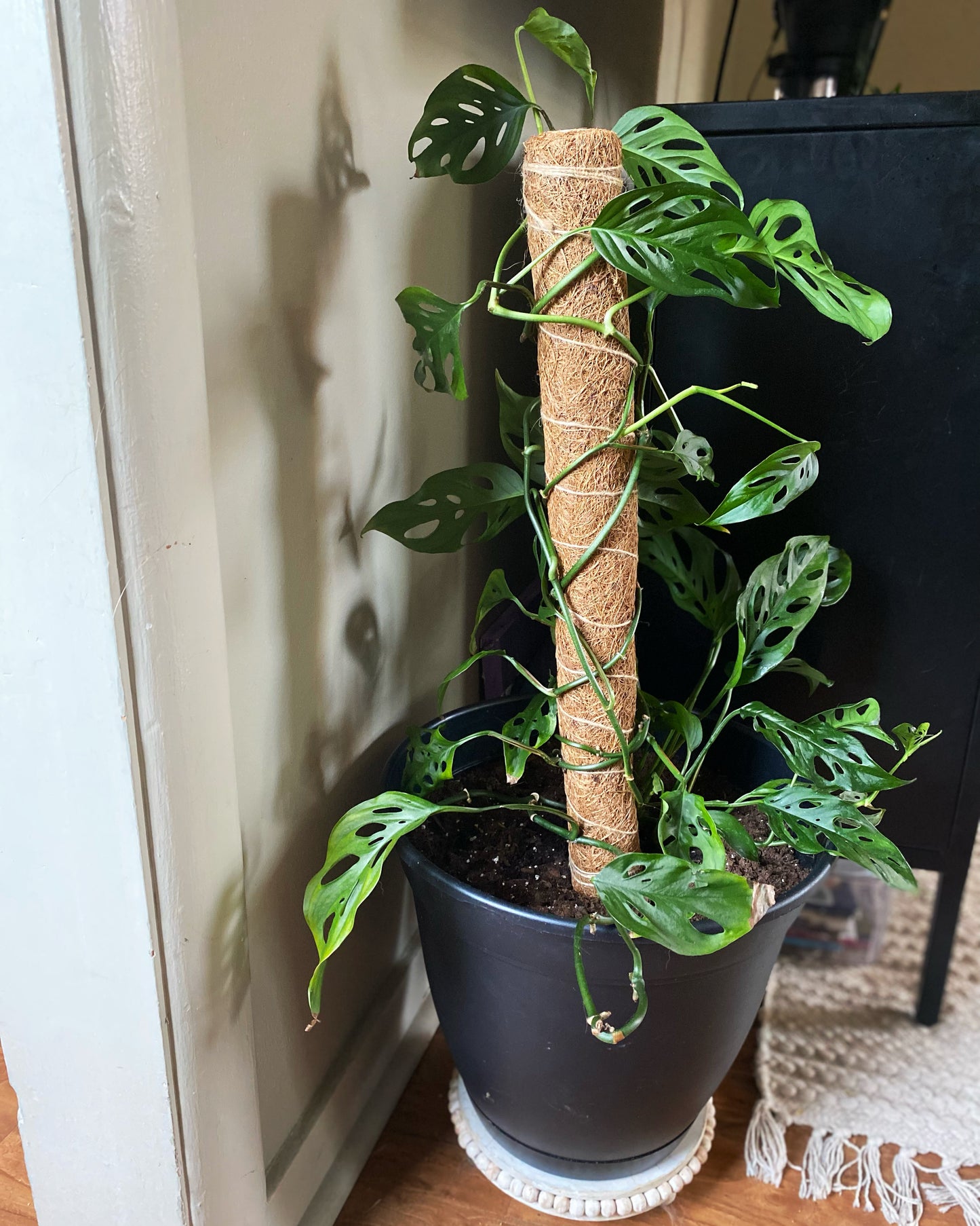 Monstera Adansonii Plant Cuttings