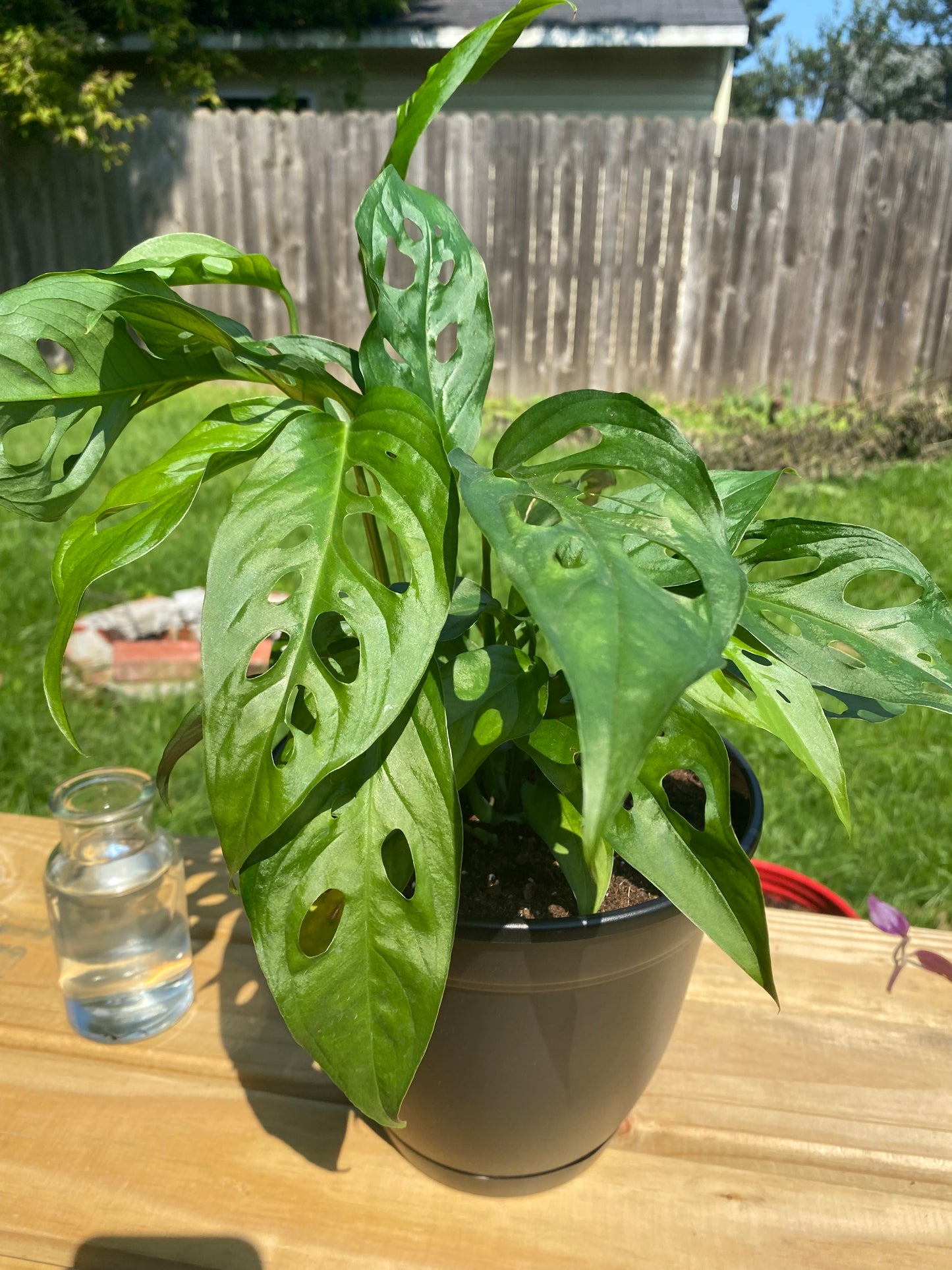 Monstera Adansonii Plant Cuttings