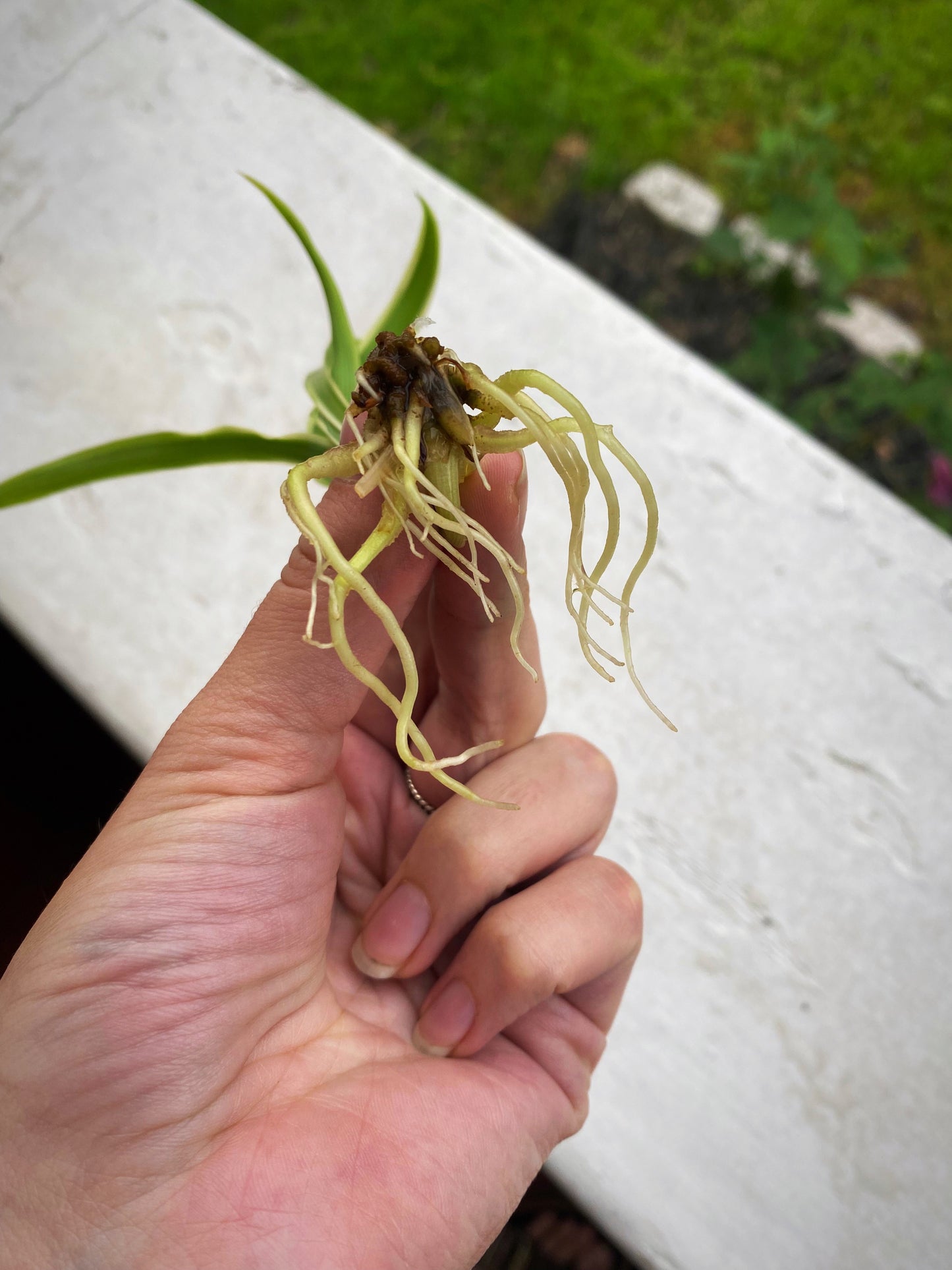 Rooted Spider Plant Babies
