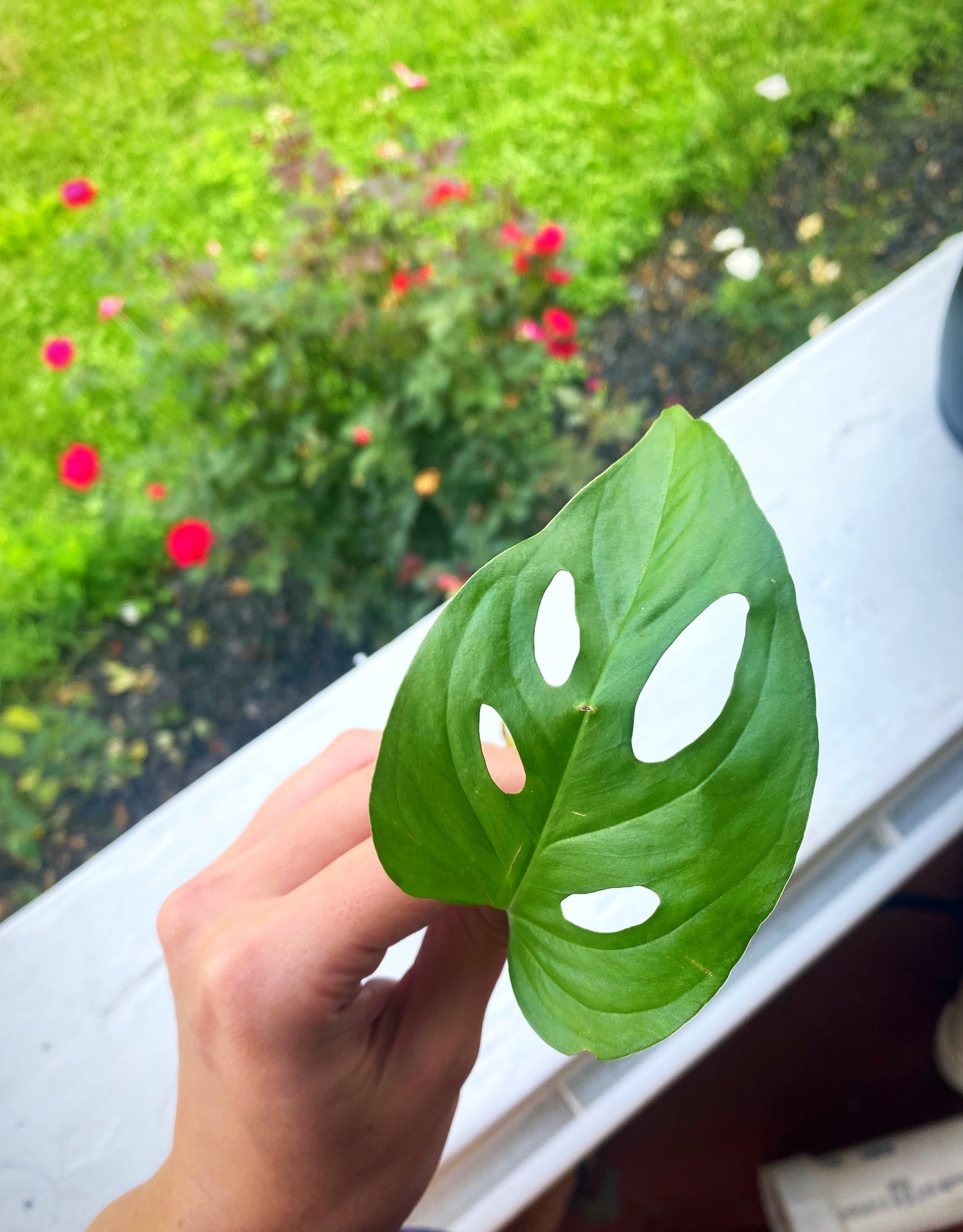 Monstera Adansonii Plant Cuttings
