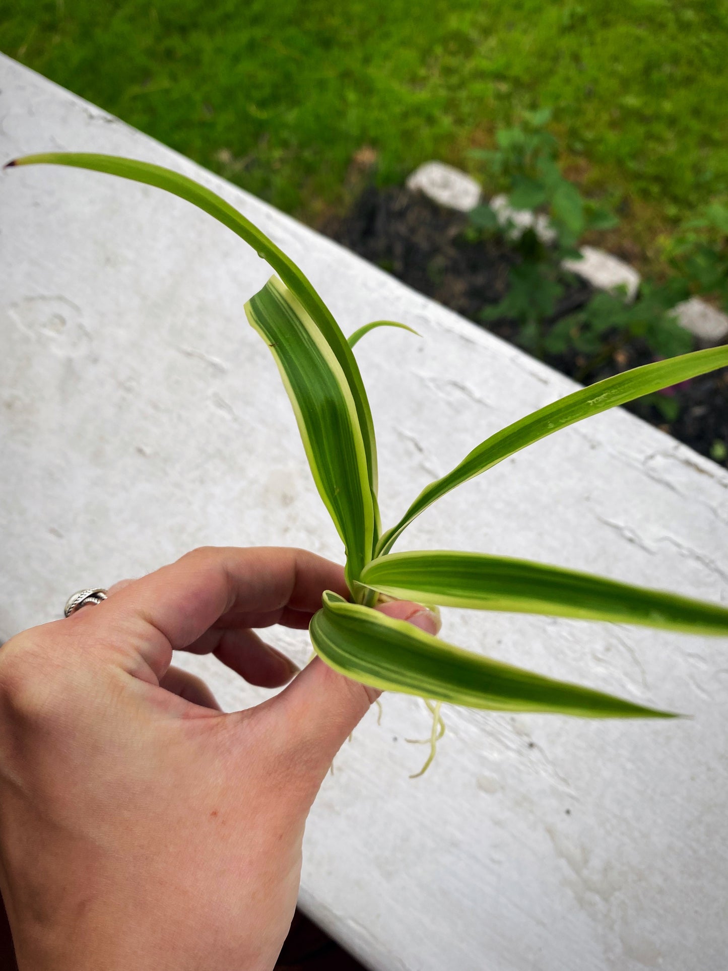Rooted Spider Plant Babies