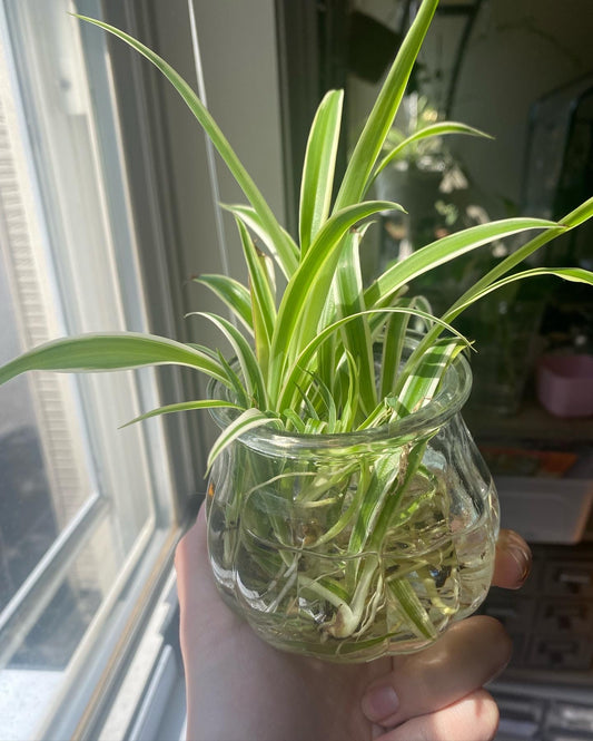 Rooted Spider Plant Babies