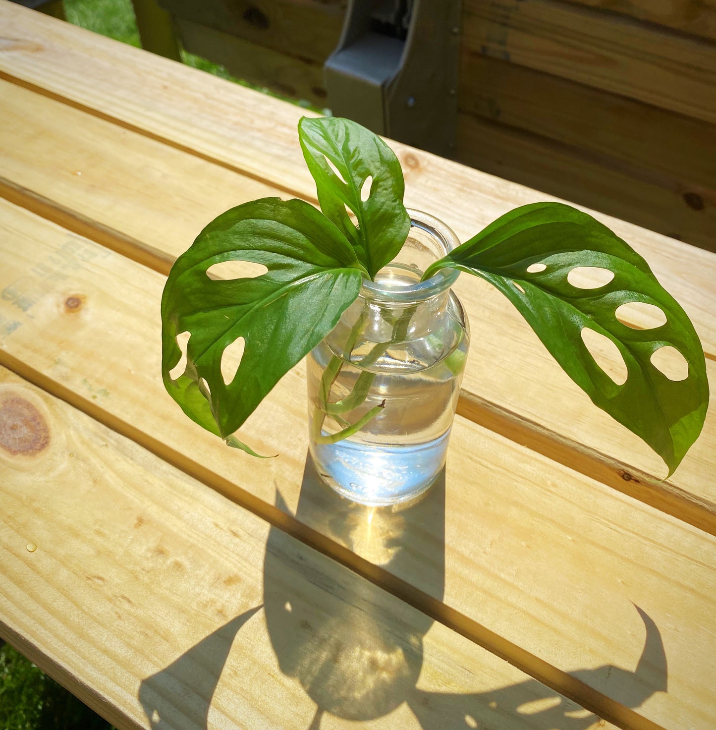 Monstera Adansonii Plant Cuttings