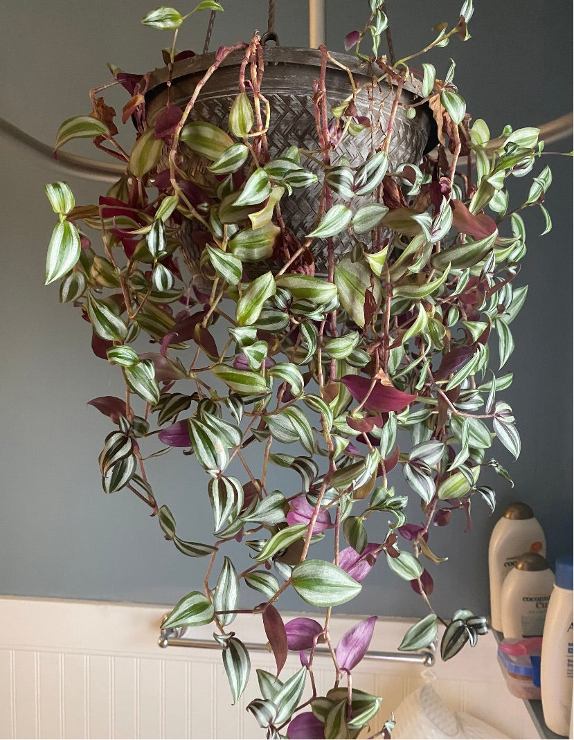 Tradescantia Zebrina Cuttings