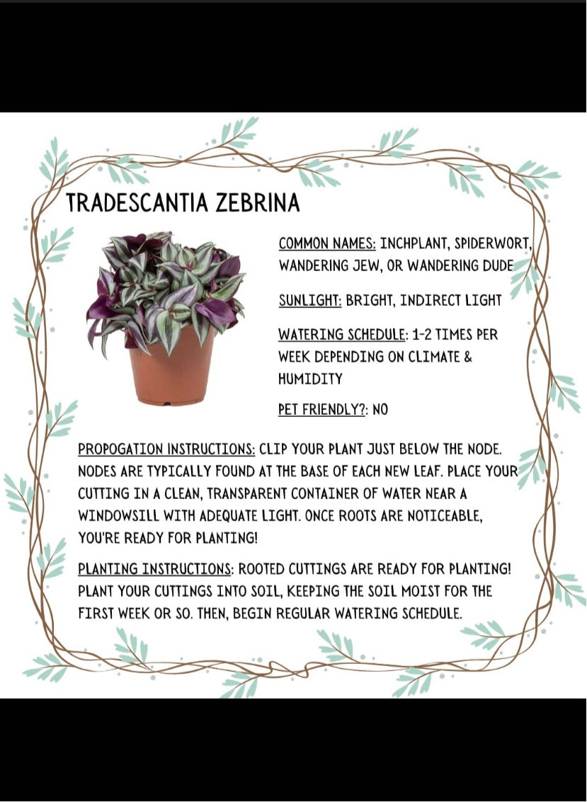 Tradescantia Zebrina Cuttings