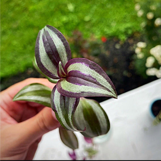 Tradescantia Zebrina Cuttings