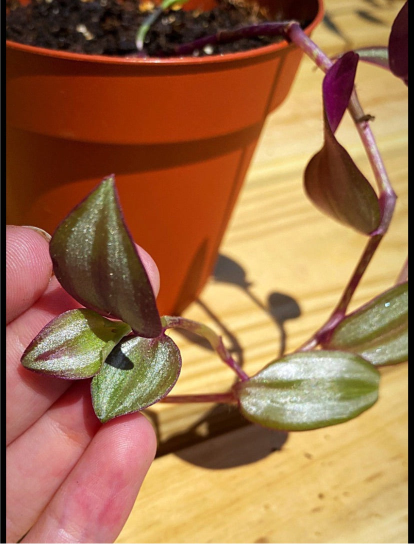 Tradescantia Zebrina Cuttings